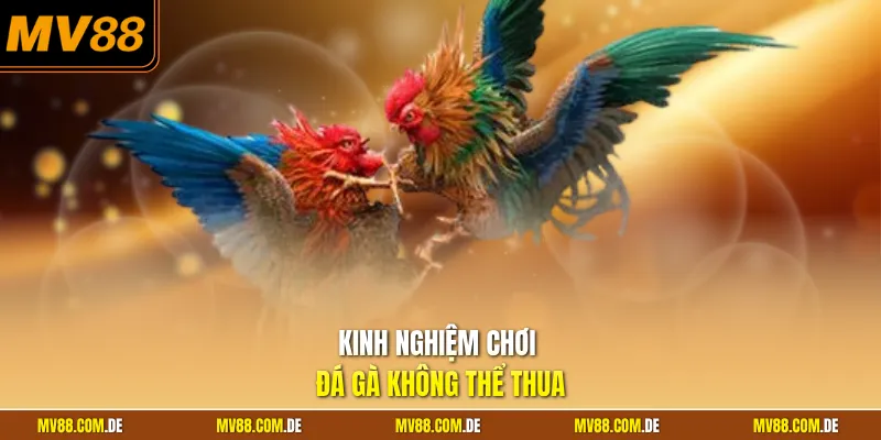 Kinh nghiệm chơi đá gà không thể thua